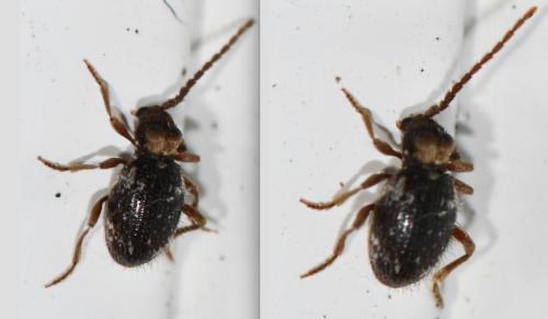 Réf. 295 660 : Ptinus bidens